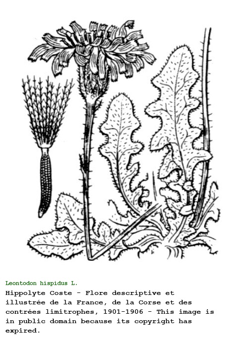Leontodon hispidus L.